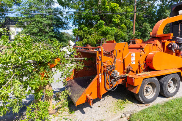 Best Tree Removal Cost  in USA